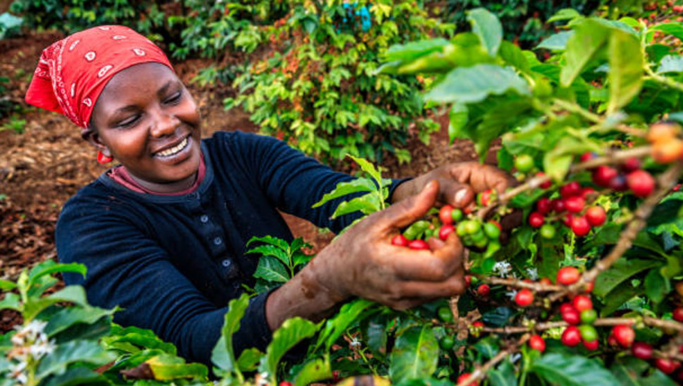 Girl picking coffee berries